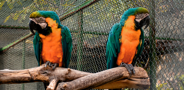 annabel-fava-mediateur-agree-mediation-fratrie Médiation au sein de la fratrie